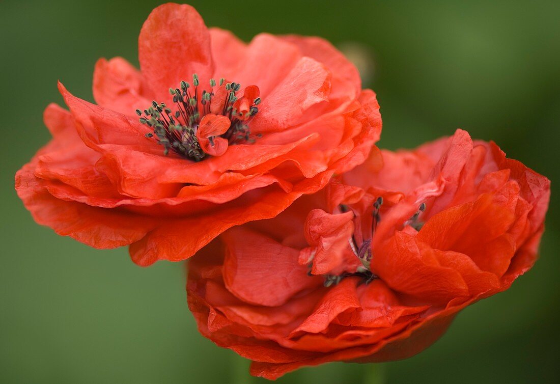 Red double Shirley poppies