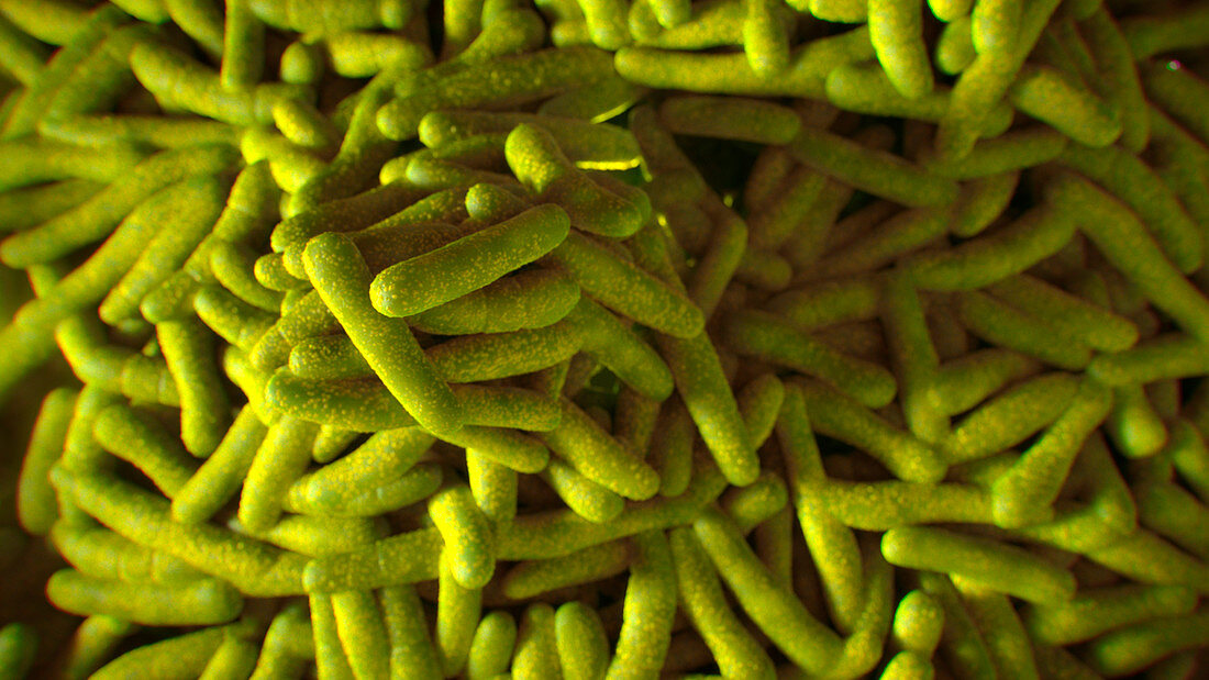 Propionibacterium bacteria,illustration