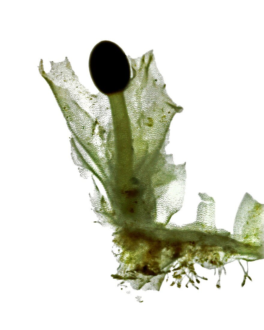 Liverwort (Pellia epiphylla) sporophyte