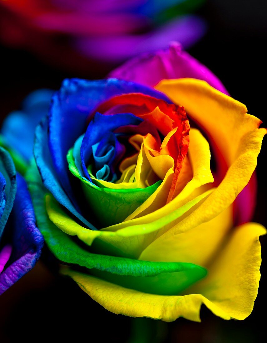 Rainbowed Rose
