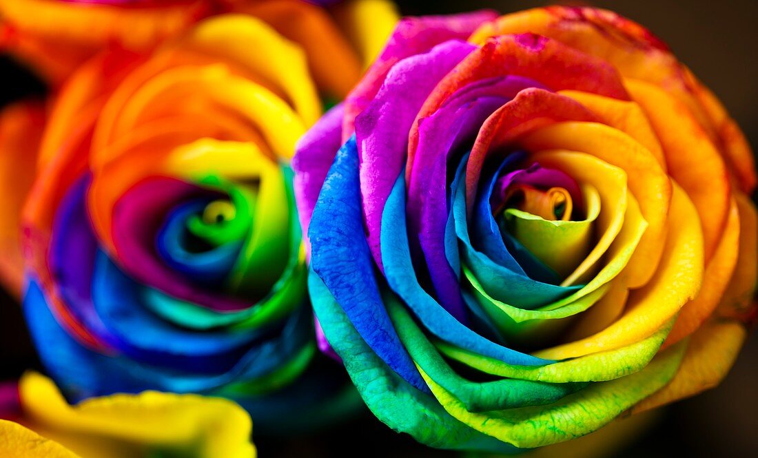 Rainbowed Roses