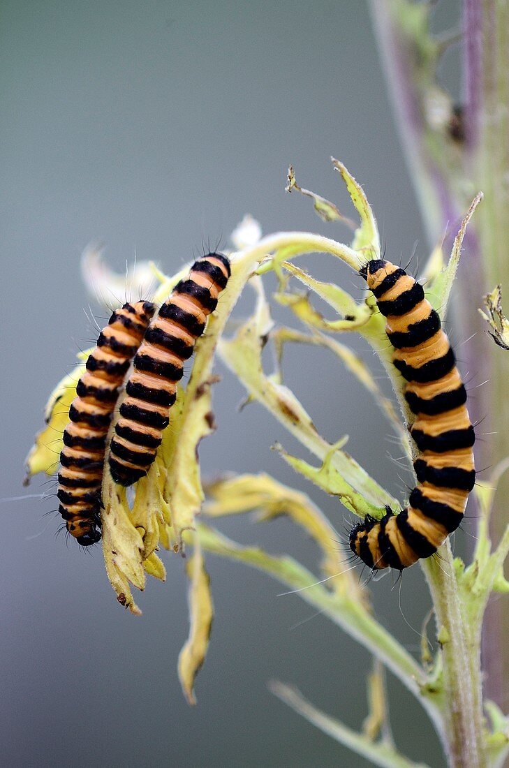 Cinnabar moth caterpillars