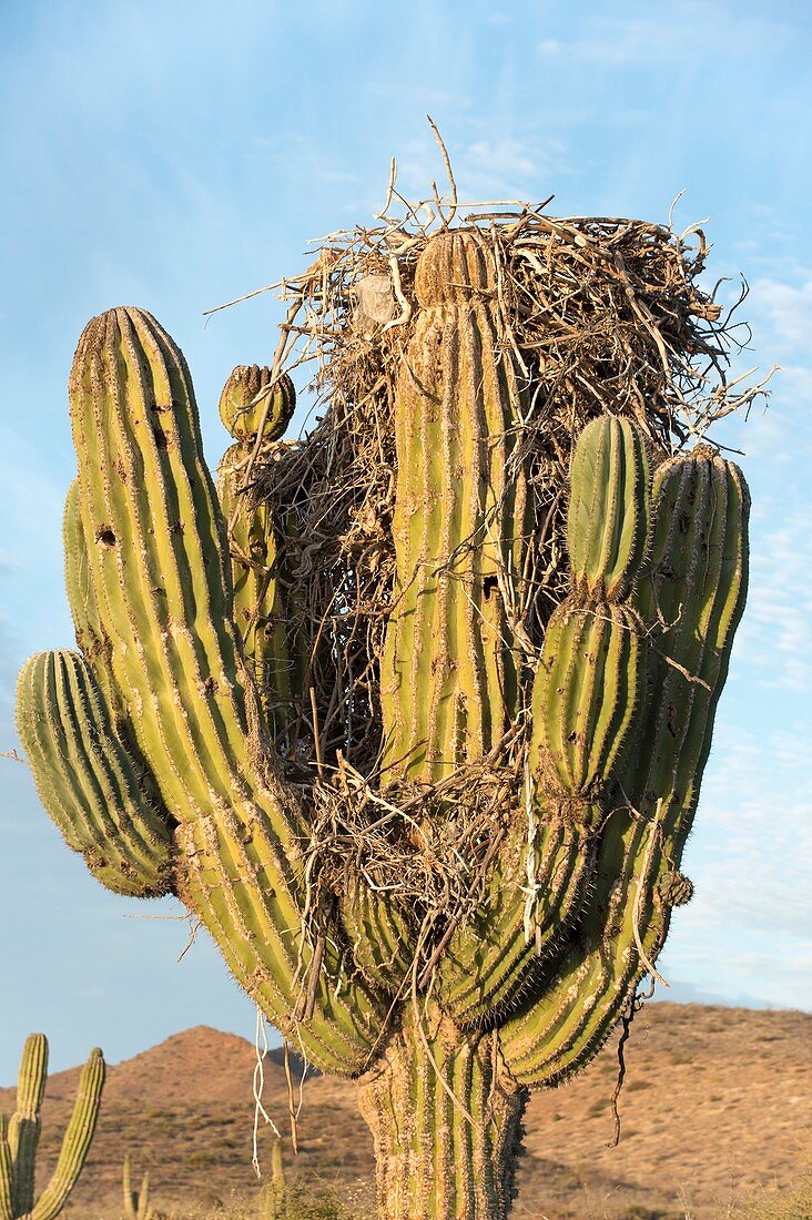 Osprey nest in a cactus