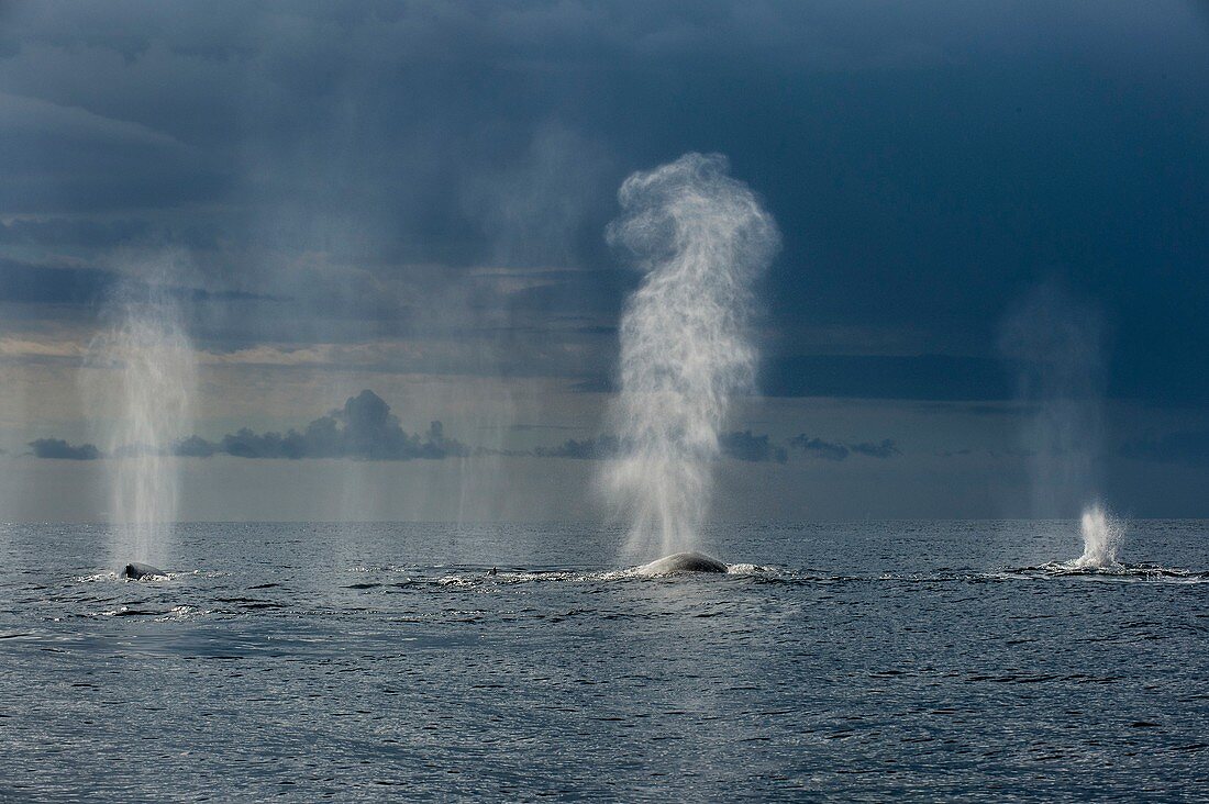 Humpback whales blowing