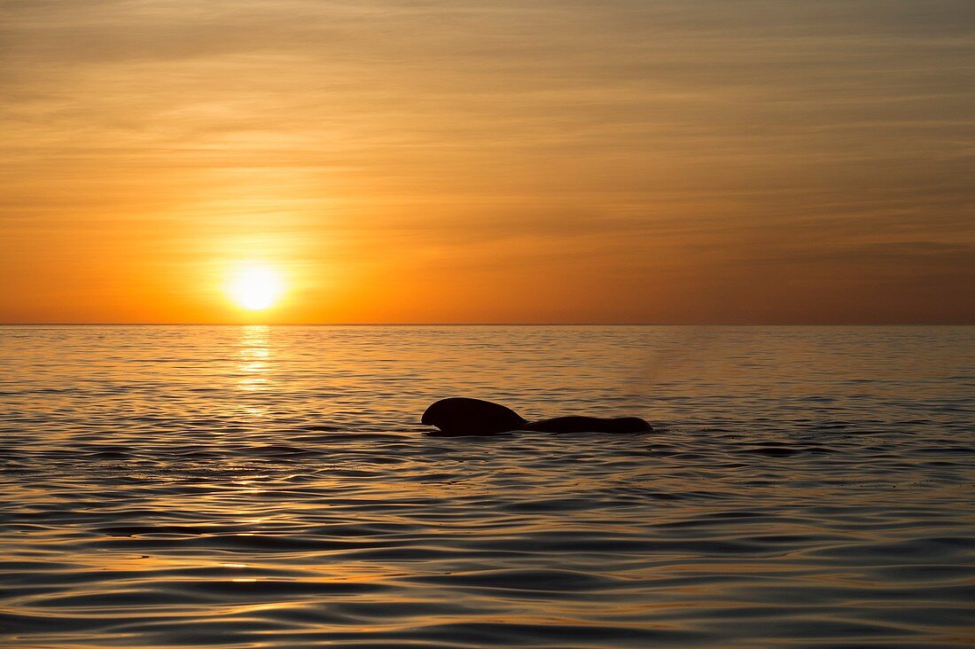 Pilot whale at dawn