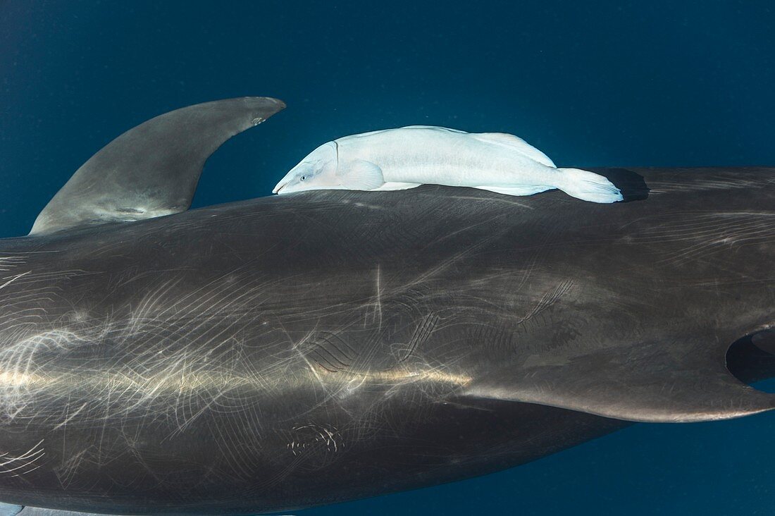 Bottlenose dolphin and remora