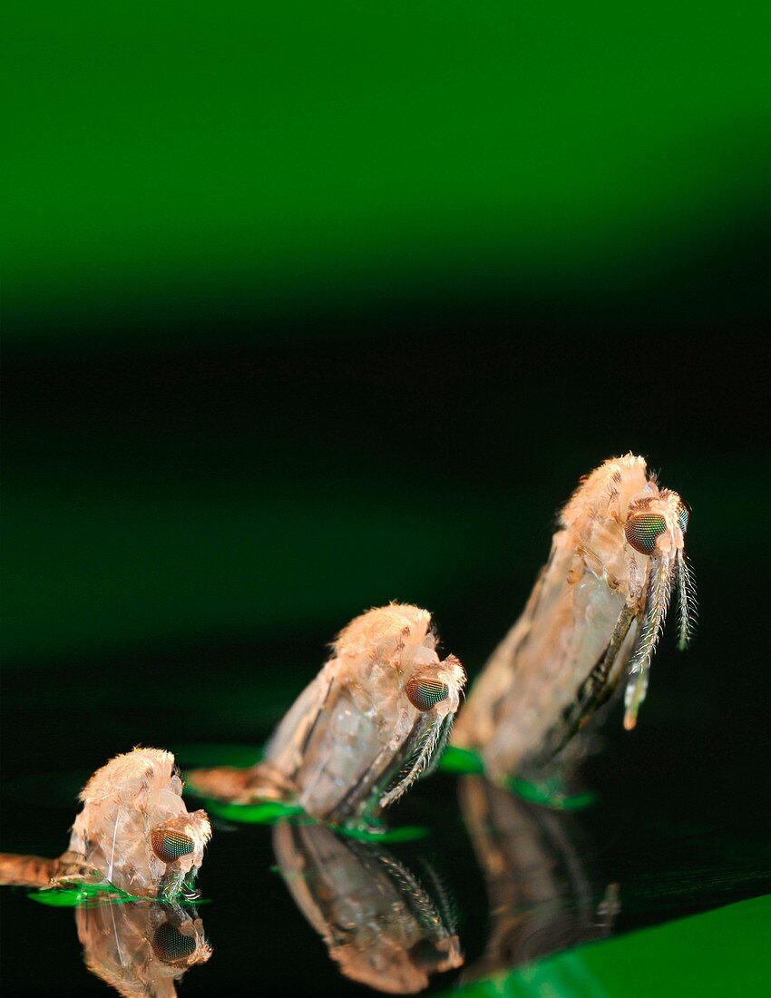 Anopheles mosquito emerging from pupa
