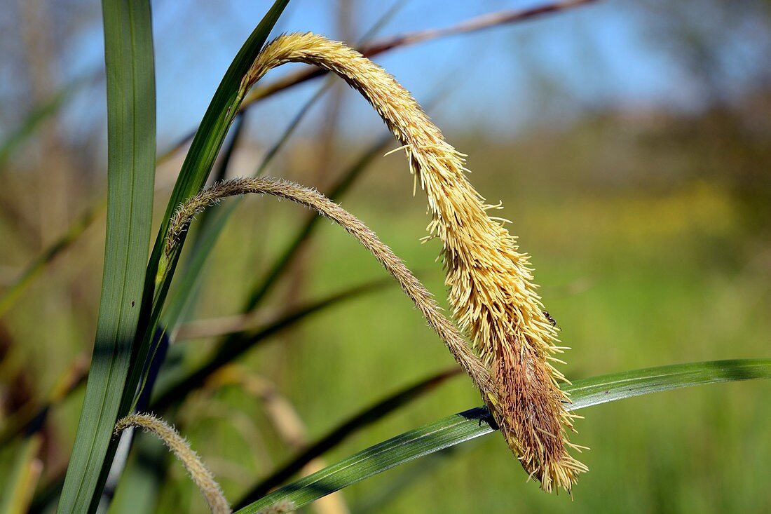 Sedge female and male flowering spikes