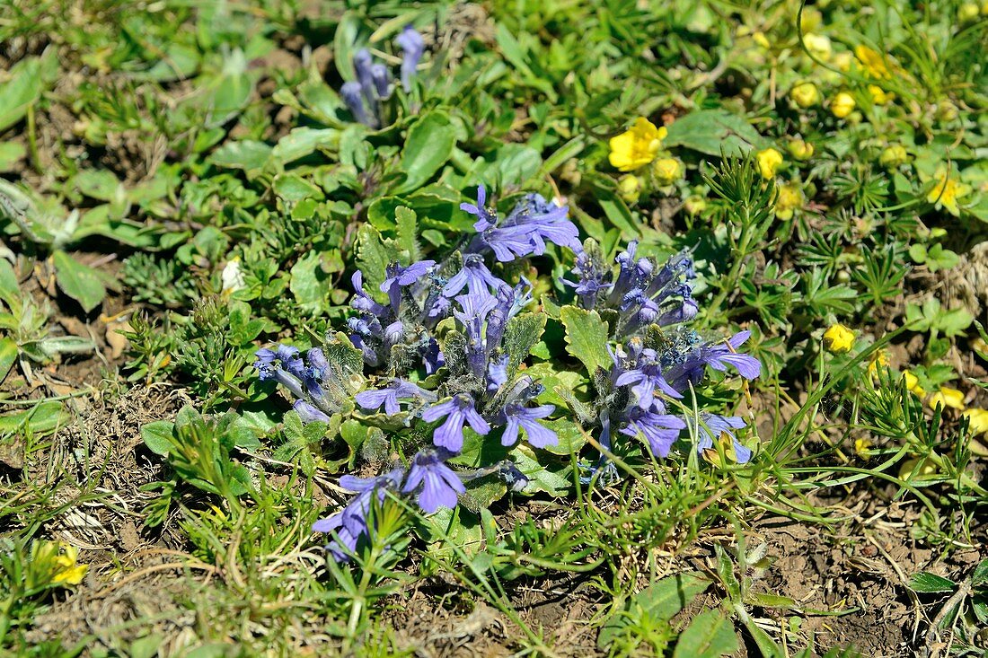 Bugleweed (Ajuga tenorii) flowers
