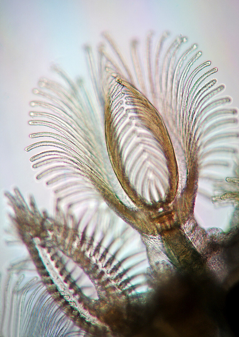 Bryozoans,light micrograph