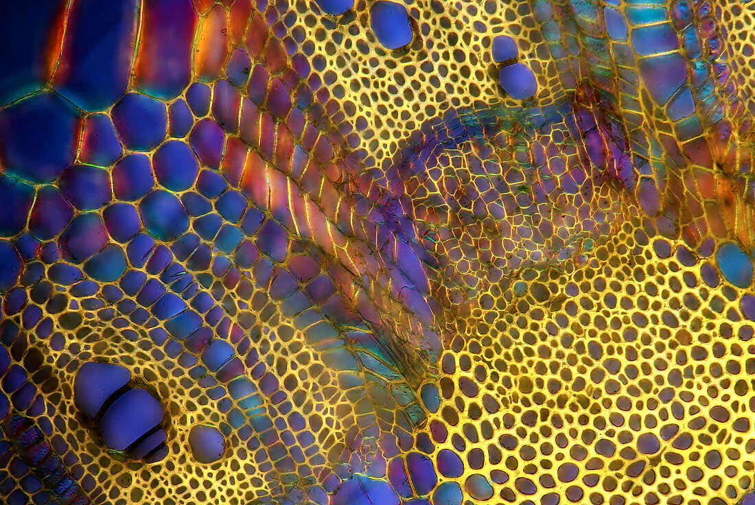 Dahlia plant stalk,light micrograph