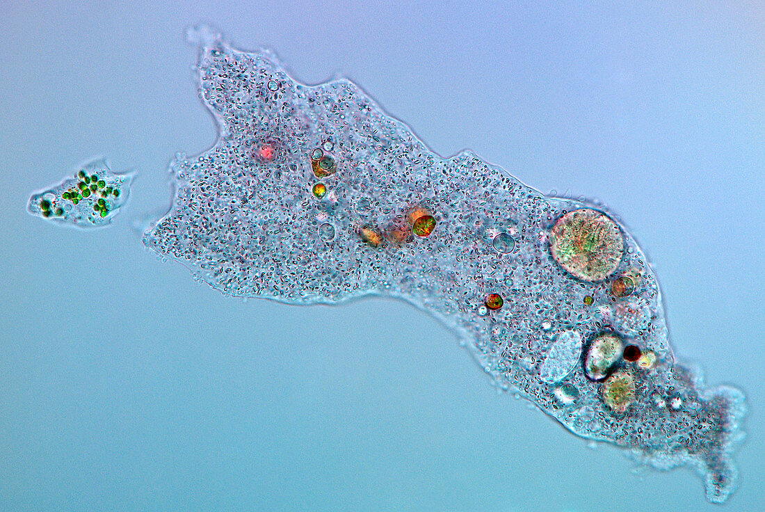 Amoeba protozoa,light micrograph