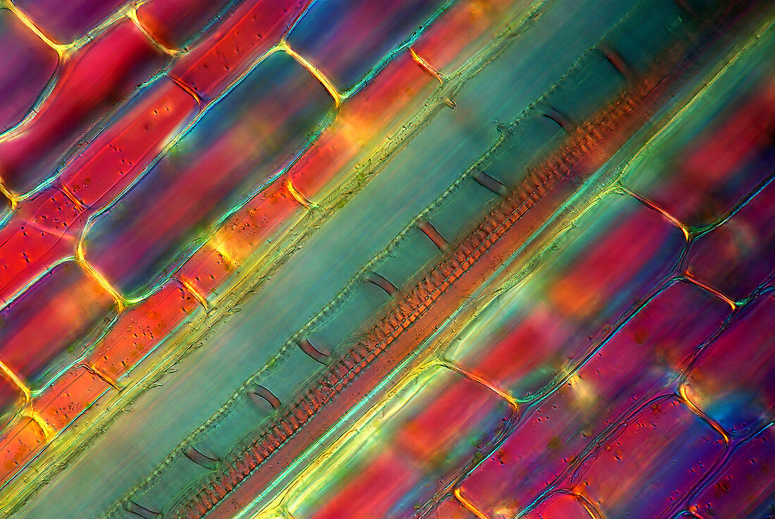 Reed plant stalk,light micrograph