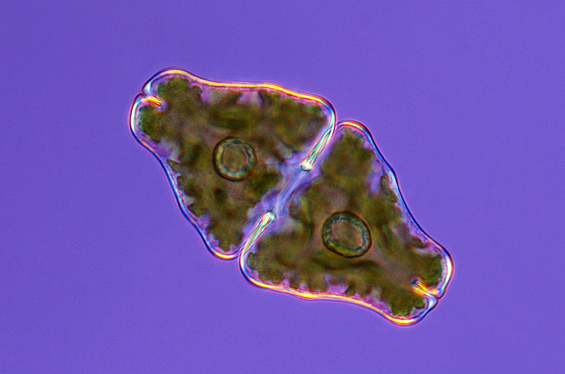 Euastrum desmid,light micrograph