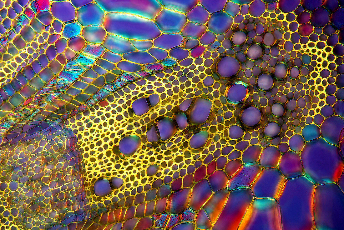 Dahlia plant stalk,light micrograph