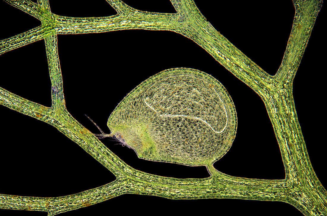 Bladderwort carnivorous plant,micrograph