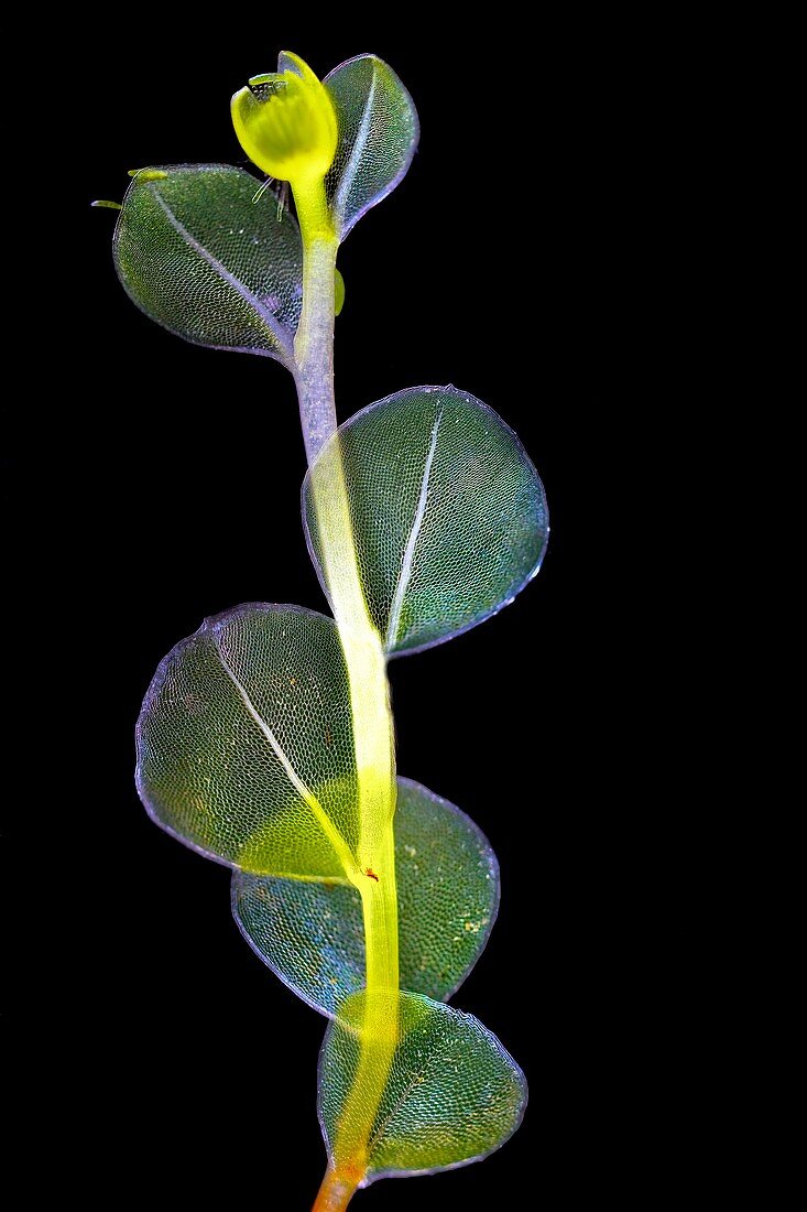 Moss (Mnium punctatum),light micrograph