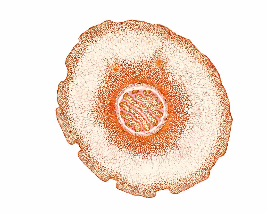 Clubmoss (Lycopodium clavatum) stem