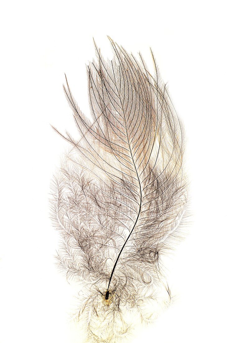Robin feather