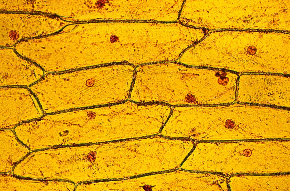 Leek skin (Allium porrum),micrograph