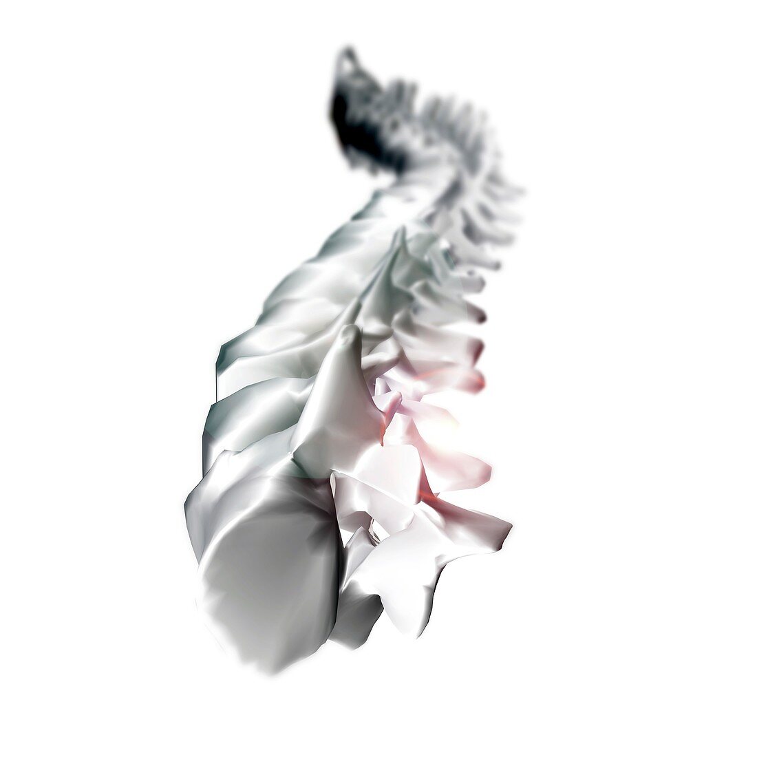 Human backbone,illustration