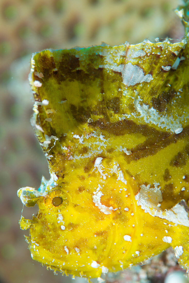 Leaf scorpionfish on a reef