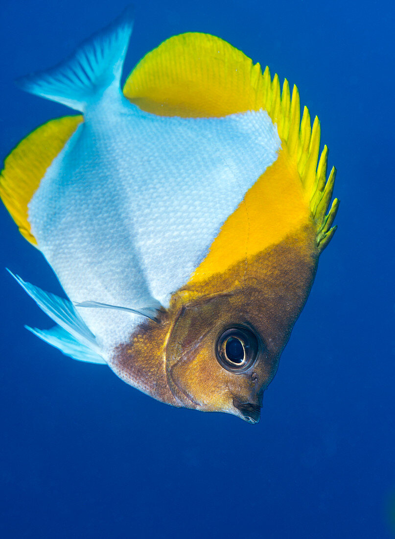 Pyramid butterflyfish on a reef