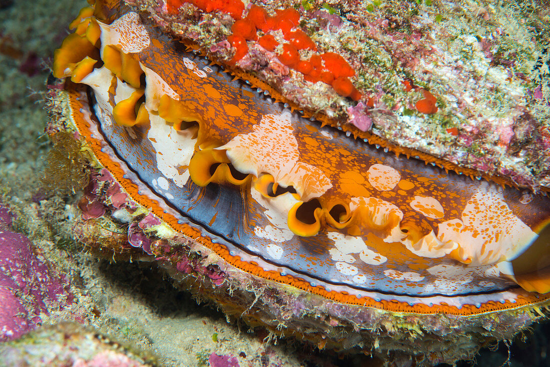 Thorny oyster on a reef