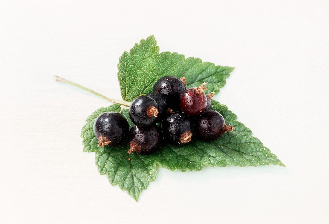 Schwarze Johannisbeeren auf Blatt