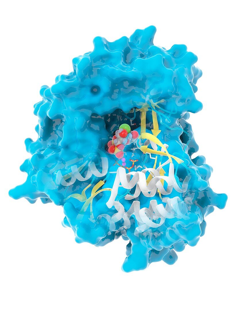 Hepatitis C polymerase enzyme molecule