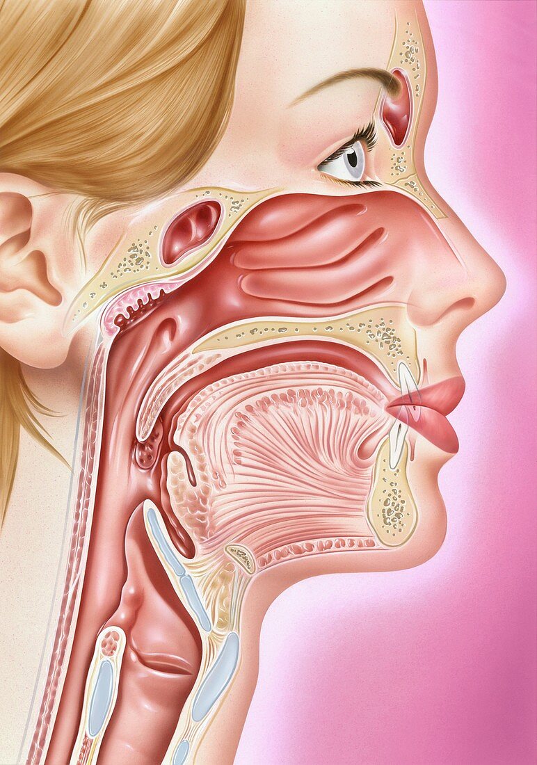 Human head anatomy,illustration