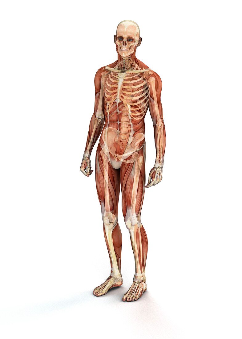 Human muscles and bones,illustration