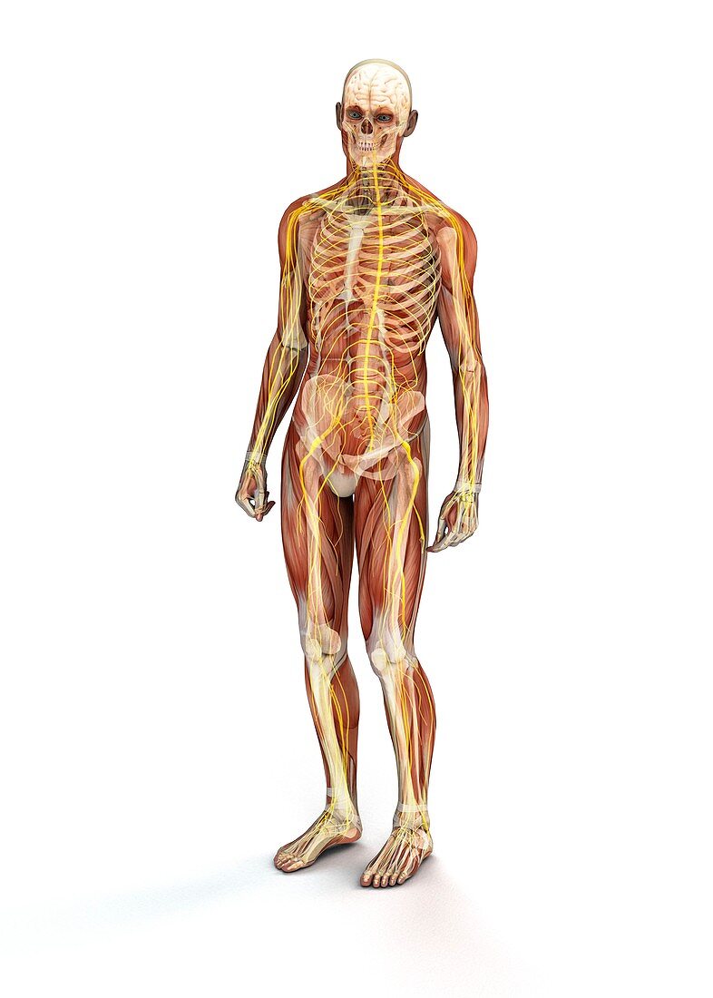 Muscles,bones and nerves,illustration