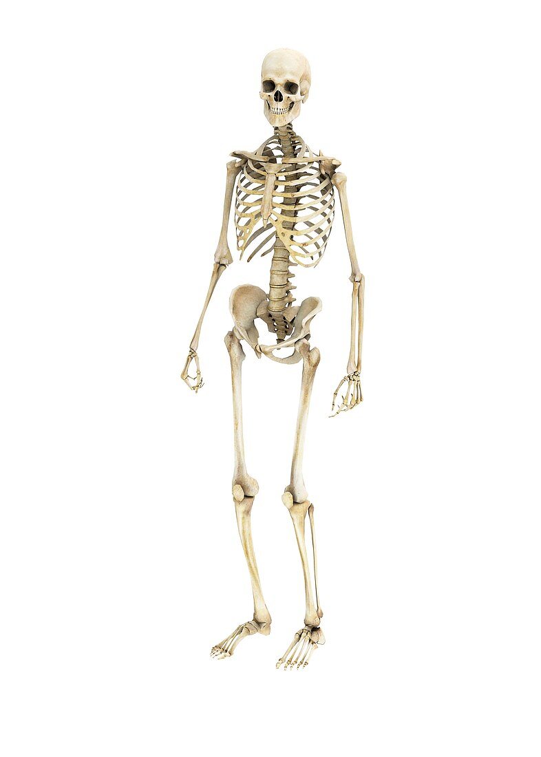 Human skeleton,illustration