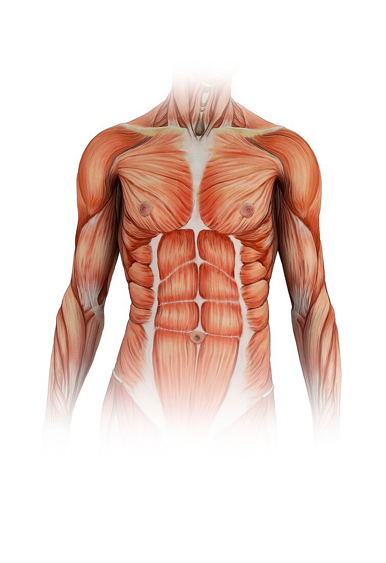 Human torso muscles,illustration
