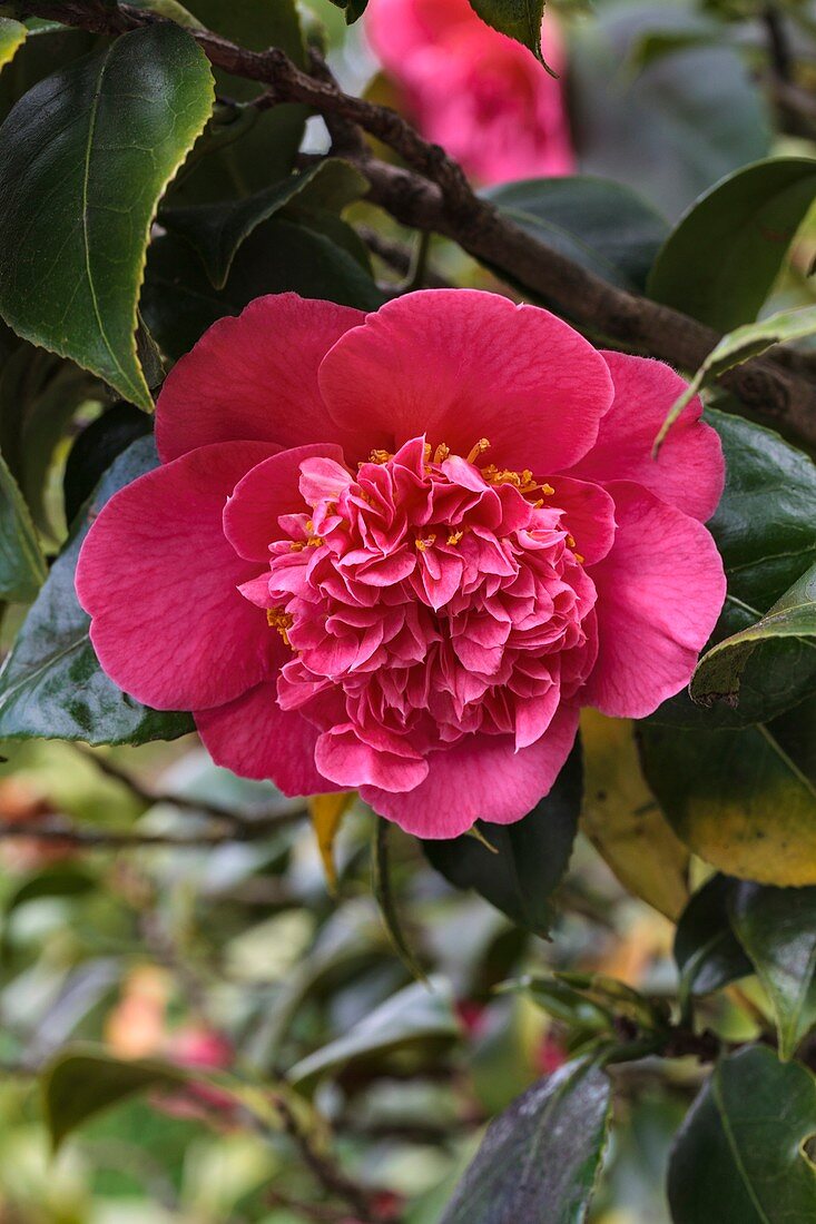 Camellia japonica Mrs Swan