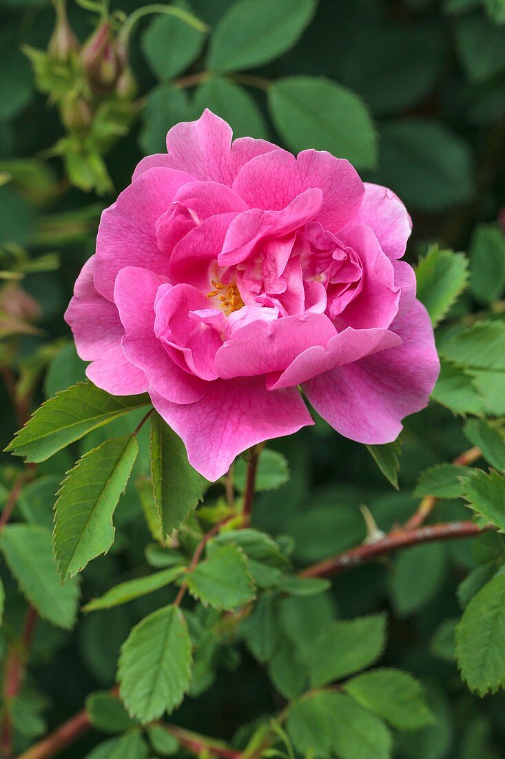 Rosa californica 'Plena'