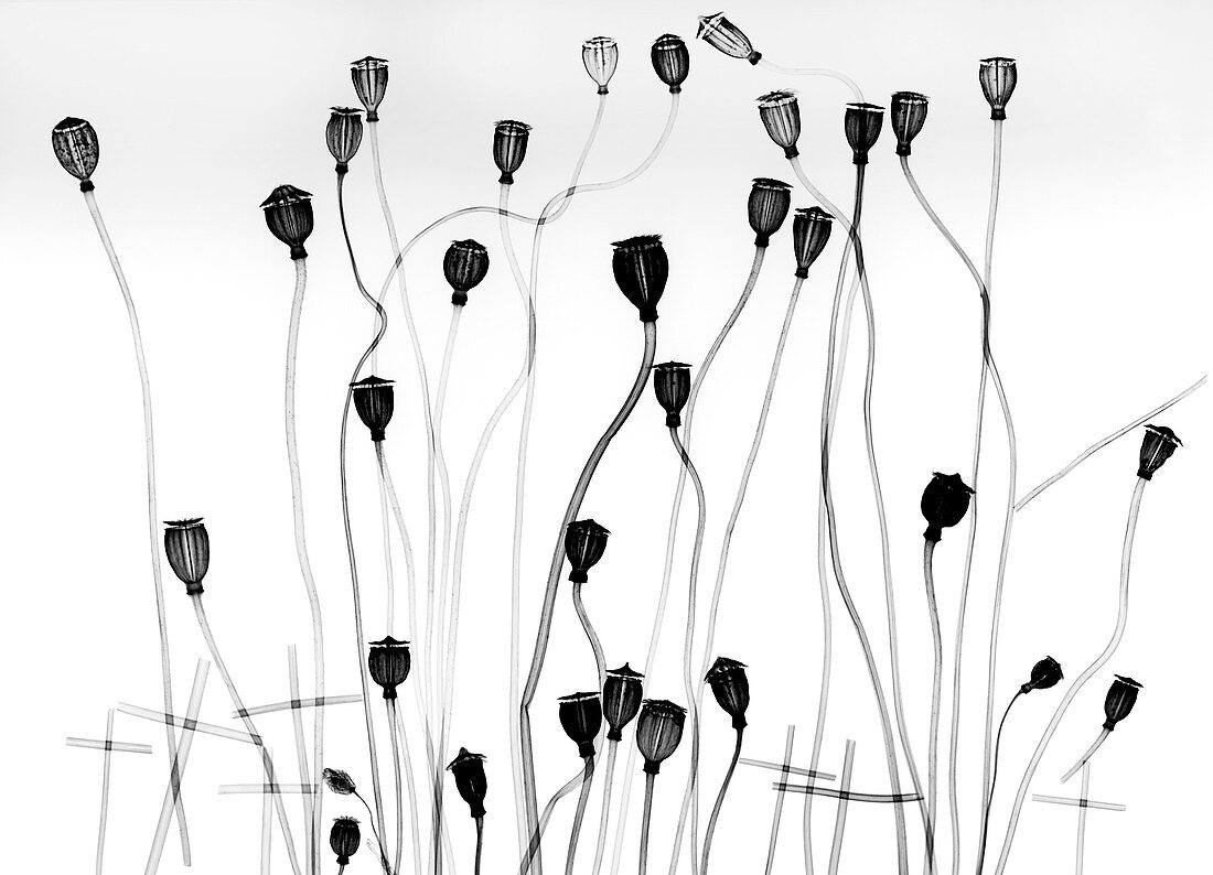 Poppy seedheads,X-ray
