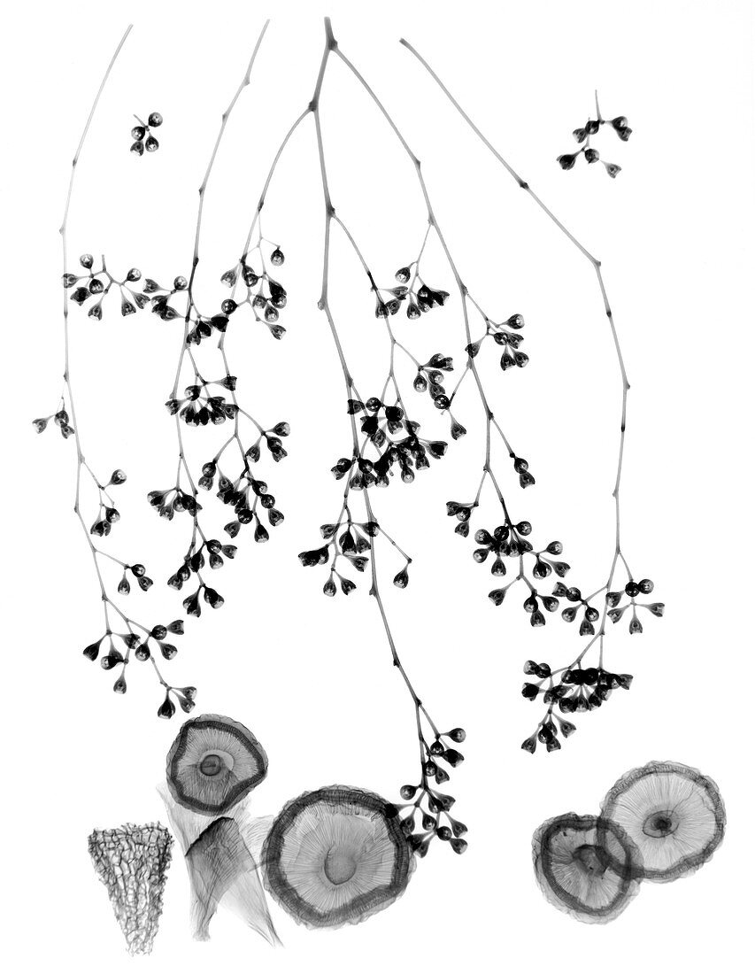 Plant foliage and mushrooms,X-ray