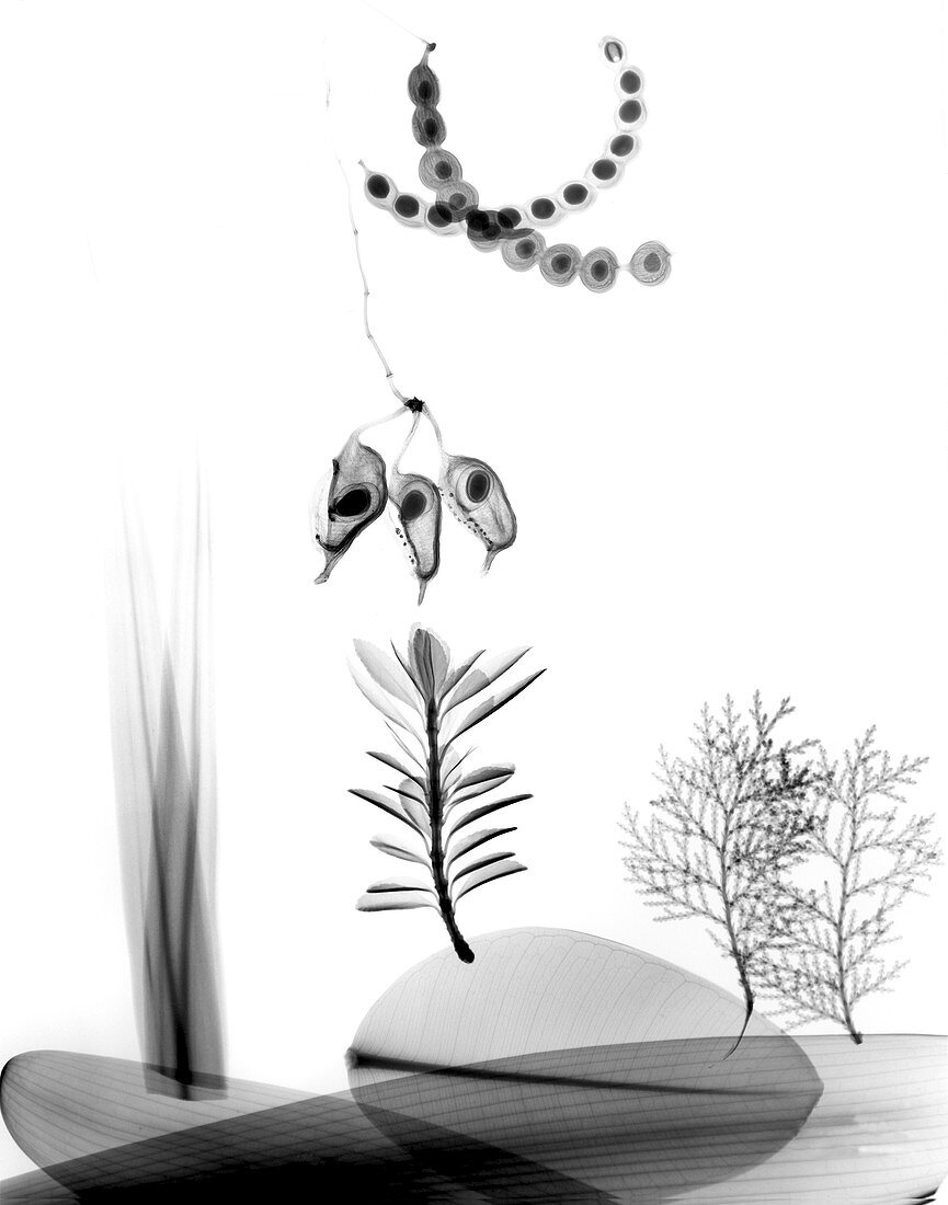 Assorted plants,X-ray