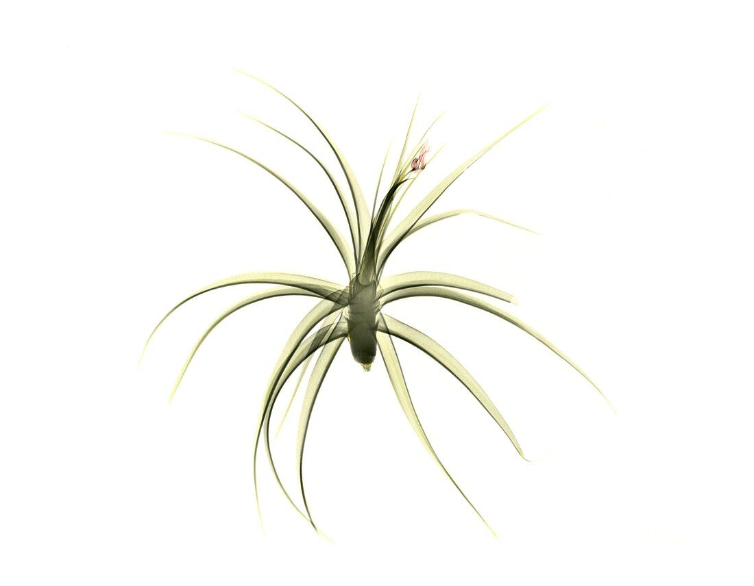 Tillandsia plant,X-ray