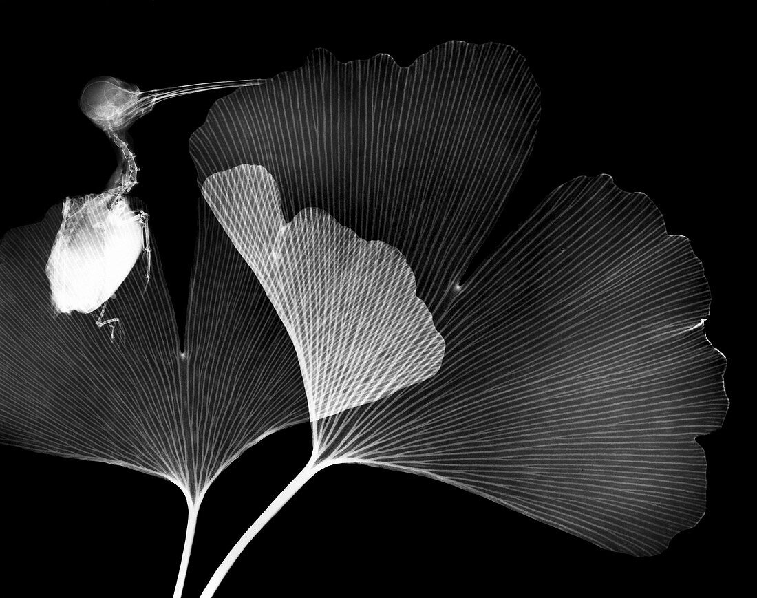 Ginkgo leaves and bird,X-ray