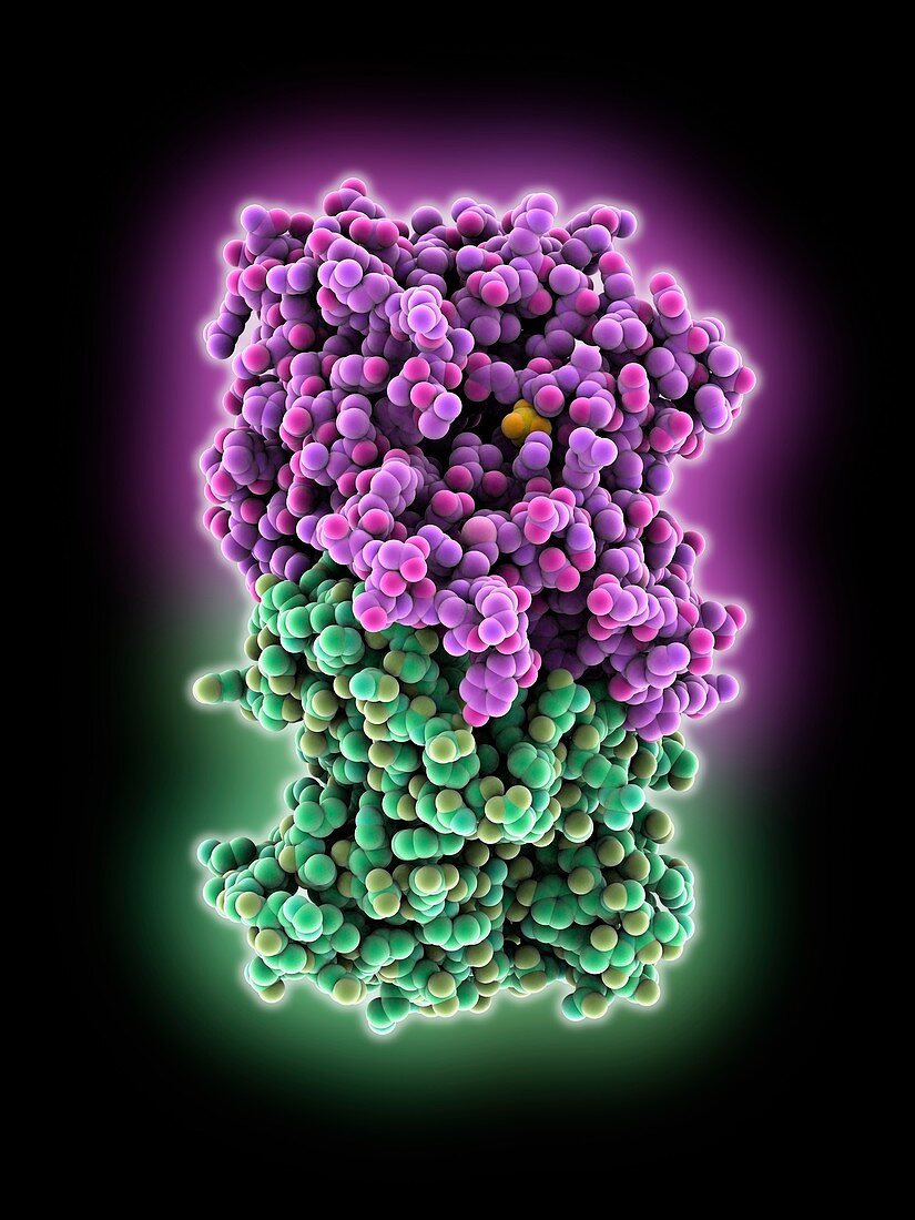 Bioluminescent enzyme molecule