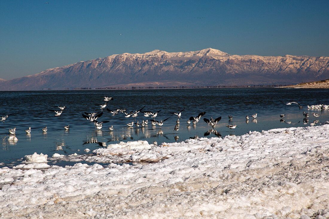 Avocets on Antelope Island,USA