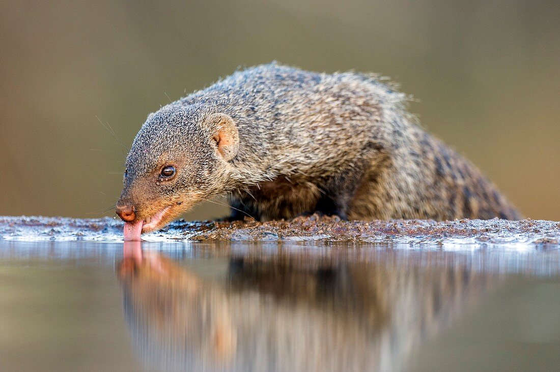 Banded Mongoose drinking