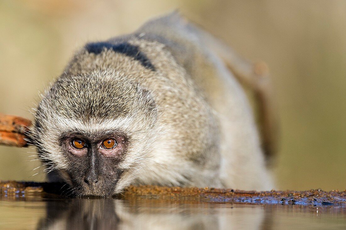 Vervet Monkey drinking from a waterhole