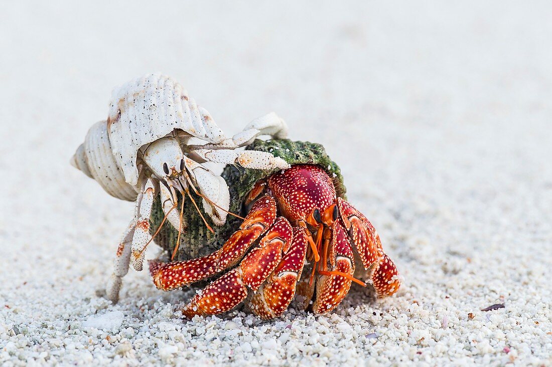 White and Red Hermit Crabs