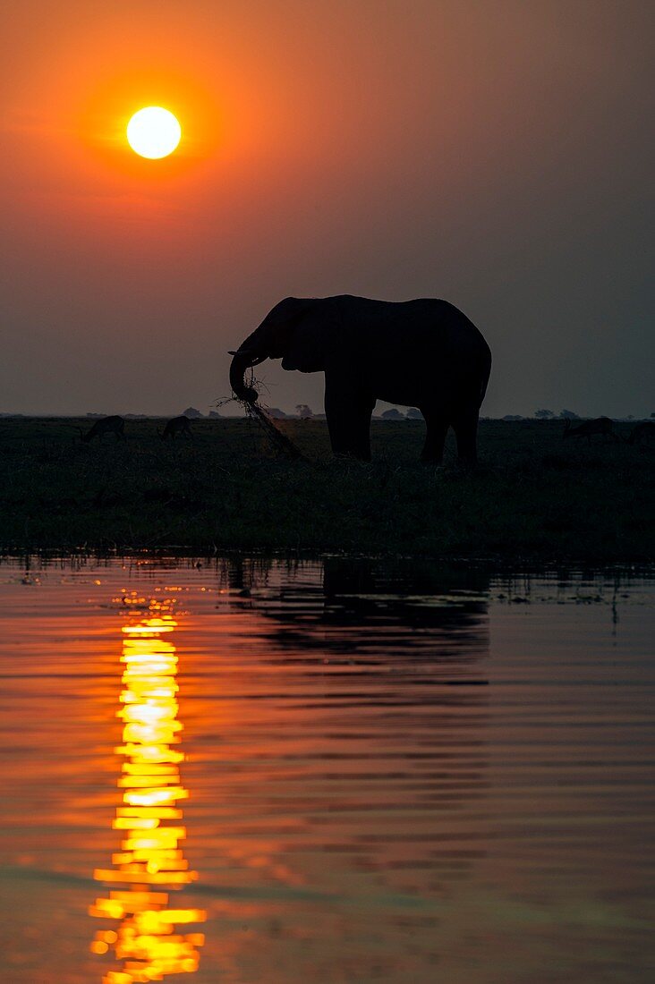 African elephant on the Chobe River
