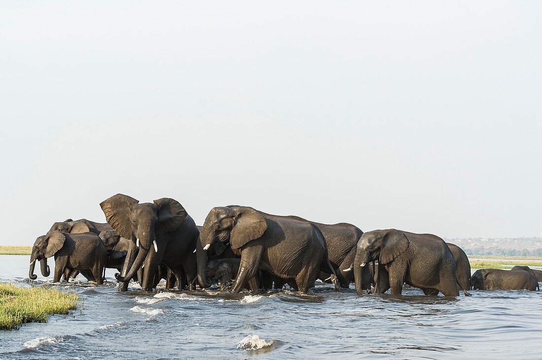 African Elephant herd swimming