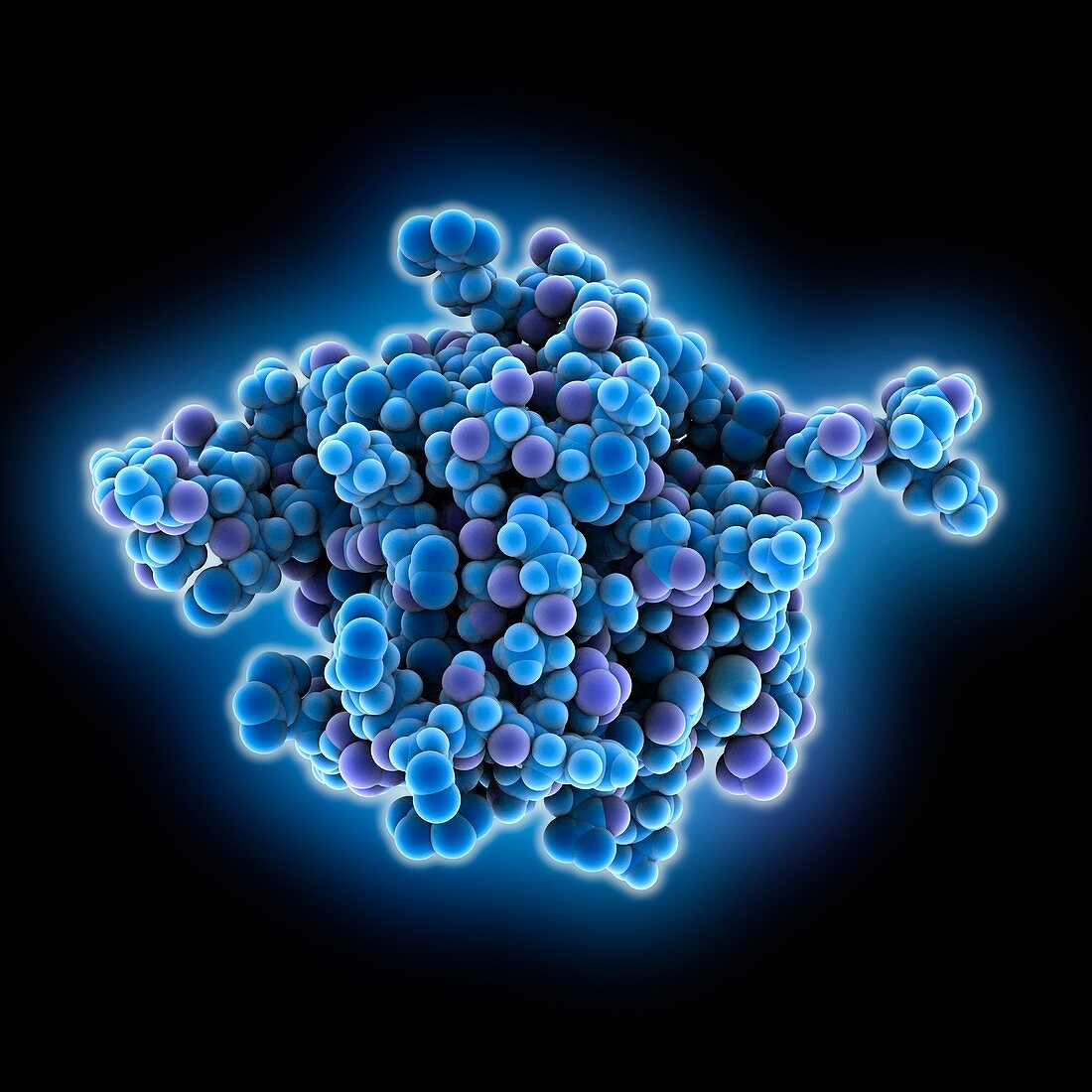 Simian virus SV40 large T antigen